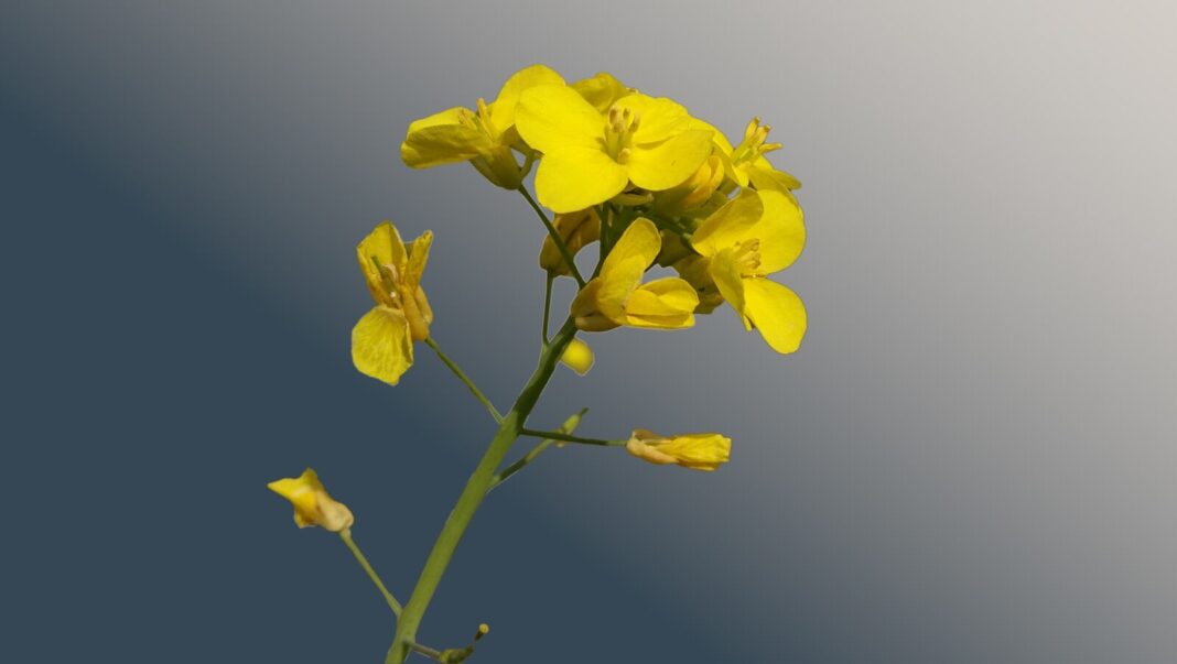 a close up of a yellow flower against a blue sky