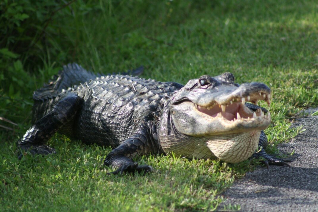 a large alligator laying on top of a lush green field