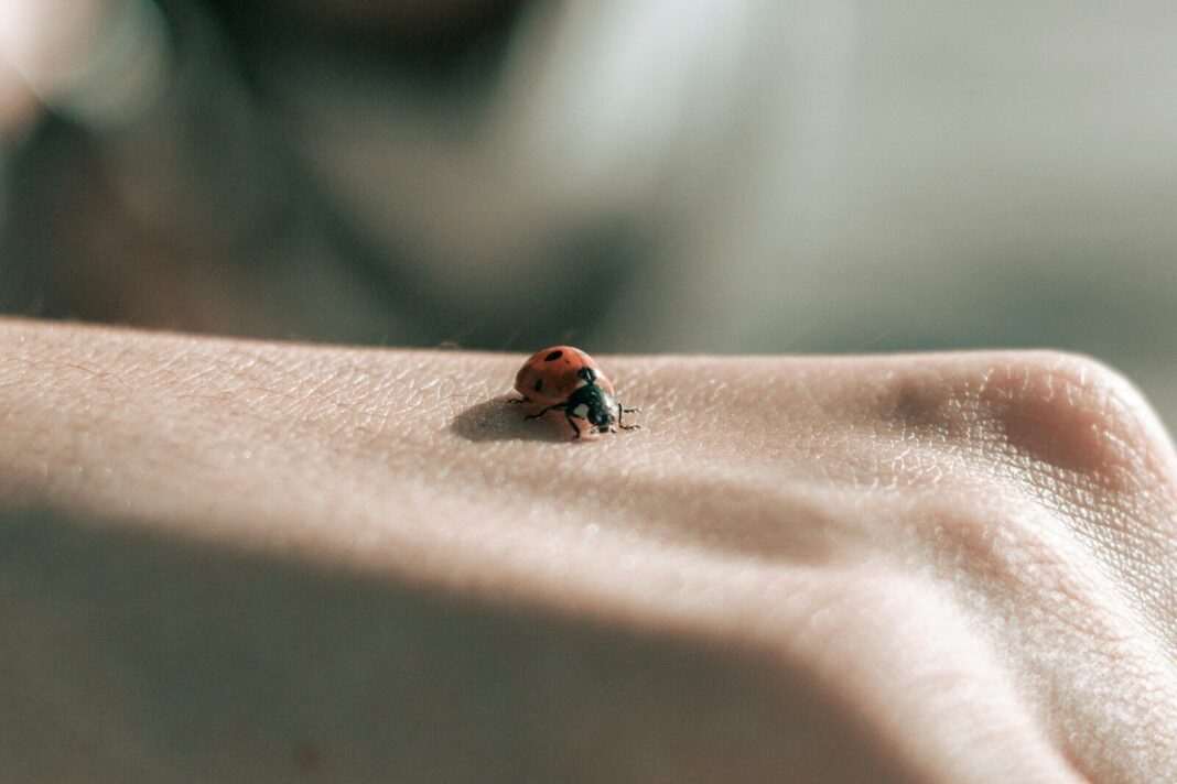a ladybug on a person's finger
