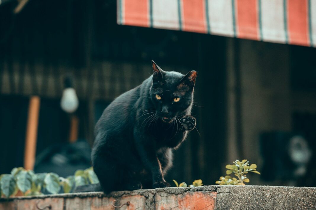 A black cat is grooming itself on a wall.