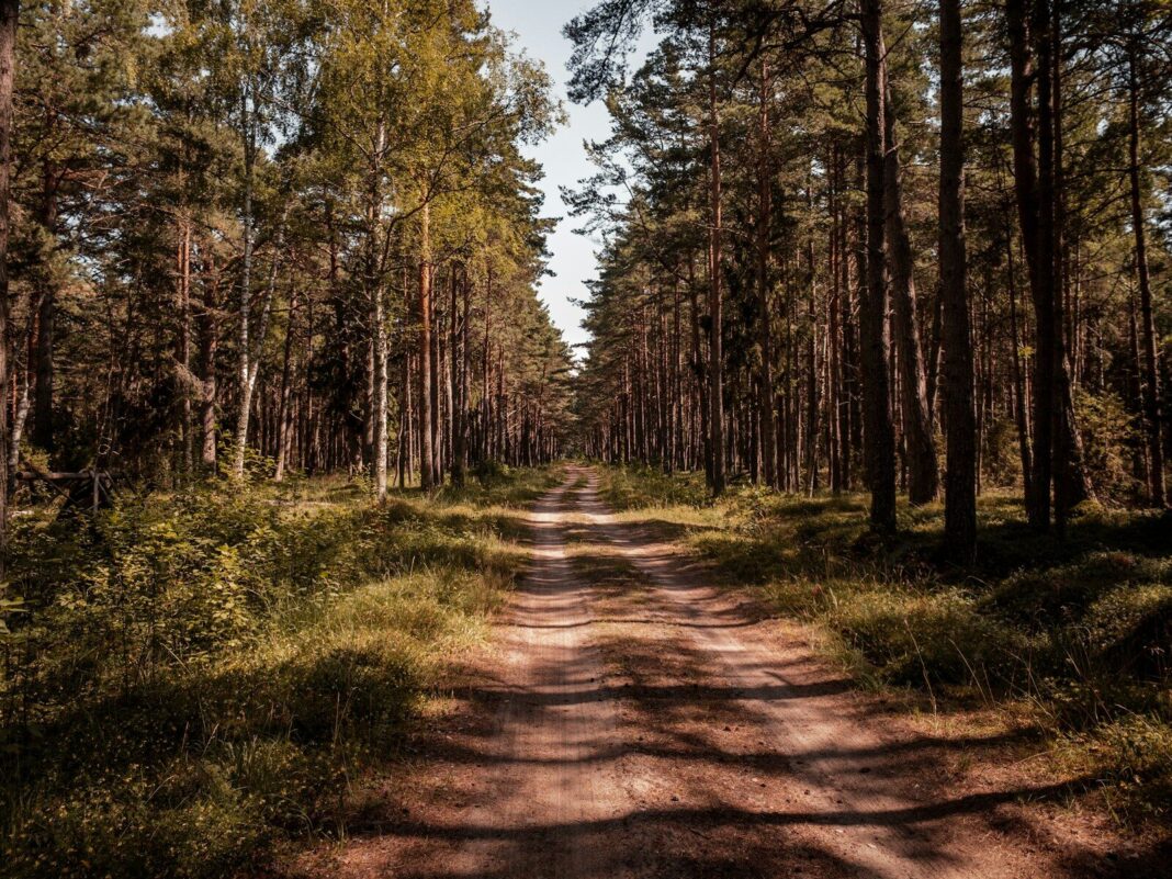 brown and green trees under blue sky during daytime